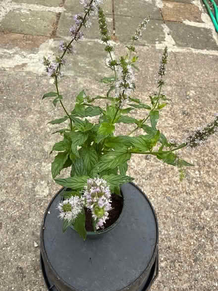 Photo of free Mint plant (Norbury CR7) #1