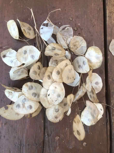 Photo of free Seeds - large red poppy, honesty, large ox eye daisy (Sprowston NR7) #1
