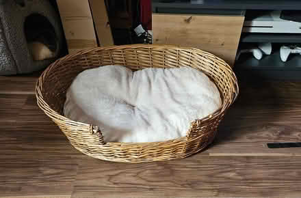 Photo of free Pet bed cat or small dog (Edinburgh EH6) #1