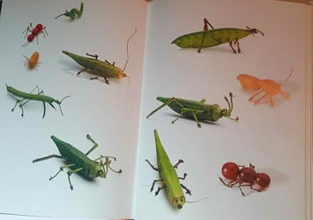Photo of free Book: Play with Your Food (W section, Bowie) #4