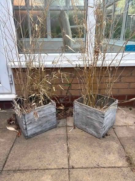 Photo of free Two bamboo plants in boxes (Harborne B15) #1