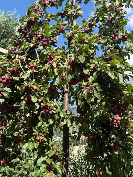Photo of free 🍎Crab-Apples (Chipping Barnet EN5) #2