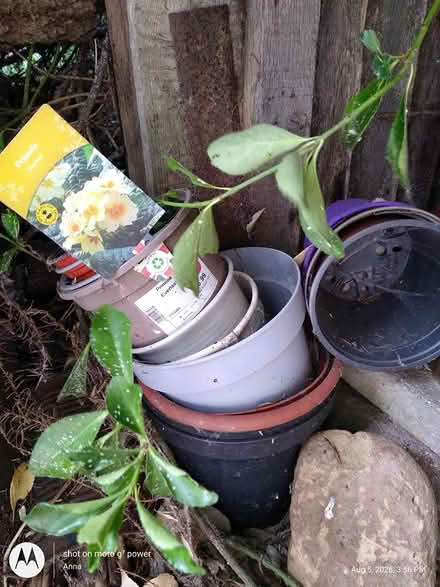 Photo of free Flower pots (MK19) #1
