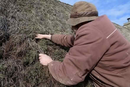 Photo of Heather for thatching (Presteigne LD8) #1