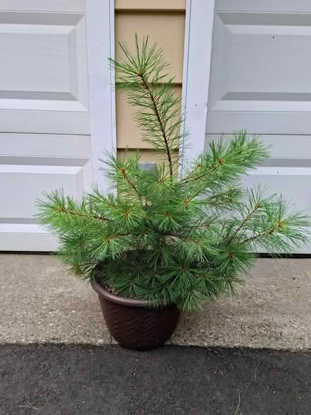 Photo of free Baby white pine tree (West Side Waterbury) #1