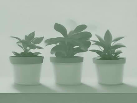 Photo of Garden plant pots big ones (Montpelier Road area BN3) #1