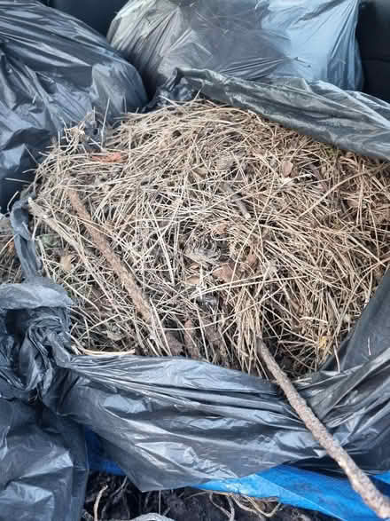 Photo of free Dried Long Pine needles ? For kindling (Alperton HA0) #1