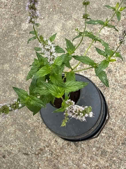 Photo of free Mint plant (Norbury CR7) #3