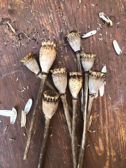 Photo of free Seeds - large red poppy, honesty, large ox eye daisy (Sprowston NR7) #2