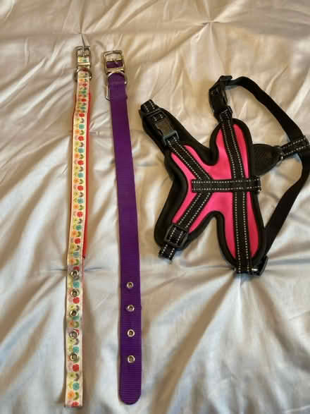 Photo of free Dog leads/ collars (Swindon SN5) #1