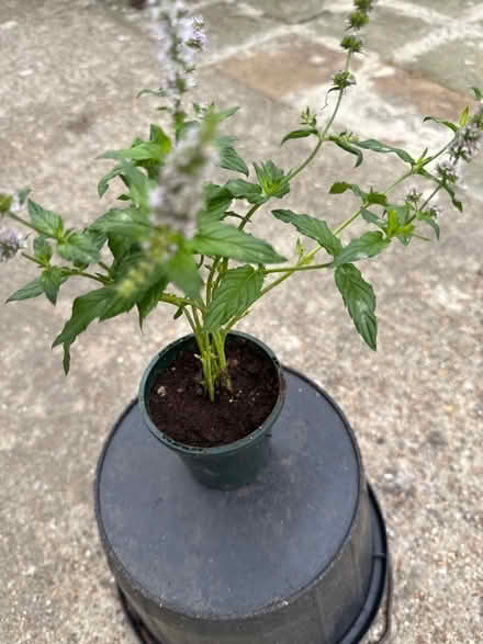 Photo of free Mint plant (Norbury CR7) #2