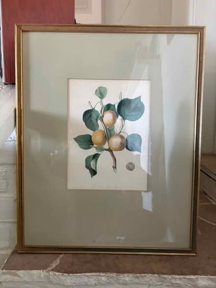 Photo of free Framed botanical print (Oakland) #2