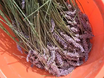Photo of free Lavender, dried (New Marston OX3) #1