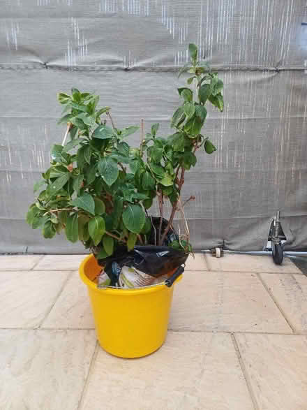 Photo of free Pale blue mop head hydrangea (Haylands Way MK41) #2