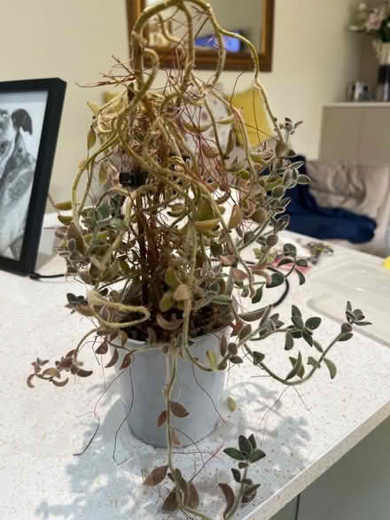 Photo of free Cactus (Penrith CA11) #1
