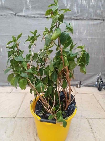Photo of free Pale blue mop head hydrangea (Haylands Way MK41) #1