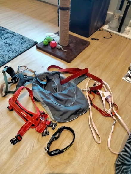 Photo of free Dog harnesses and lamp shade (Penarth CF64) #2