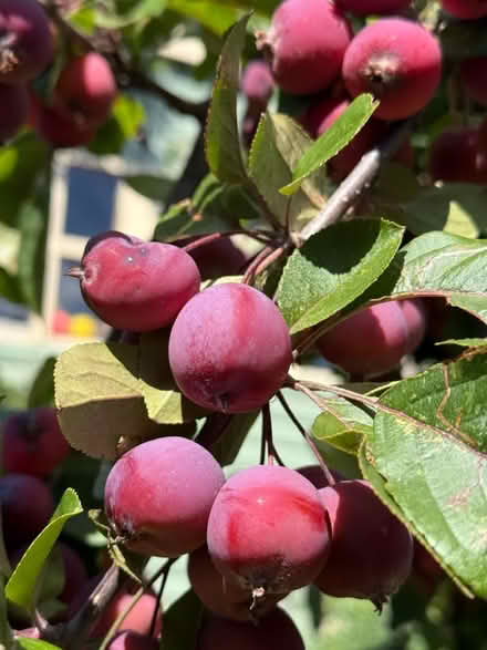 Photo of free 🍎Crab-Apples (Chipping Barnet EN5) #1