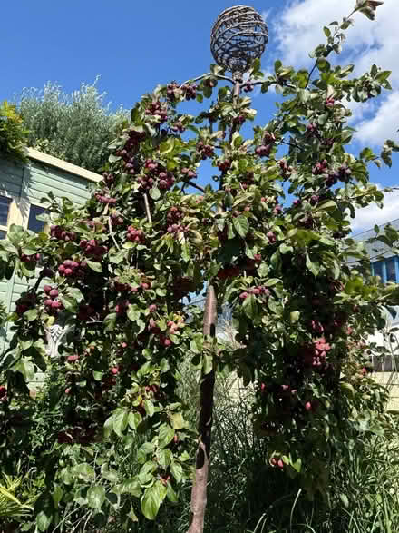 Photo of free 🍎Crab-Apples (Chipping Barnet EN5) #3