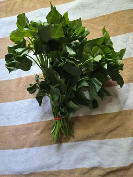 Photo of free 1 Bunch of Sweet Potato Greens (West 7th) #2