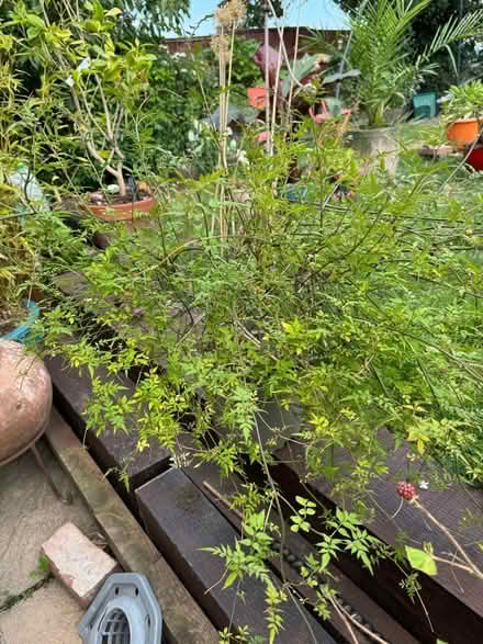 Photo of free One Jasmine Plant & One Thornless Blackberry (Crook DL15) #2