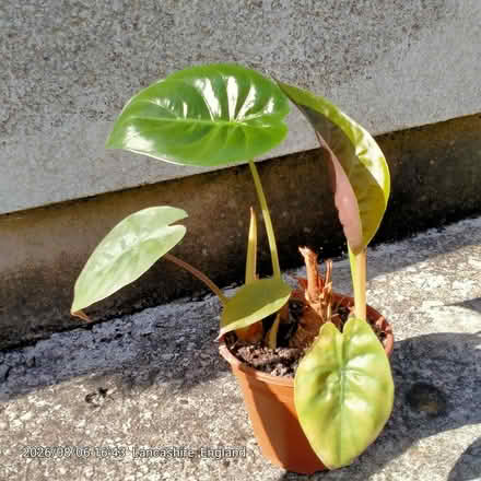 Photo of free Plant #2 (Preston PR2) #1