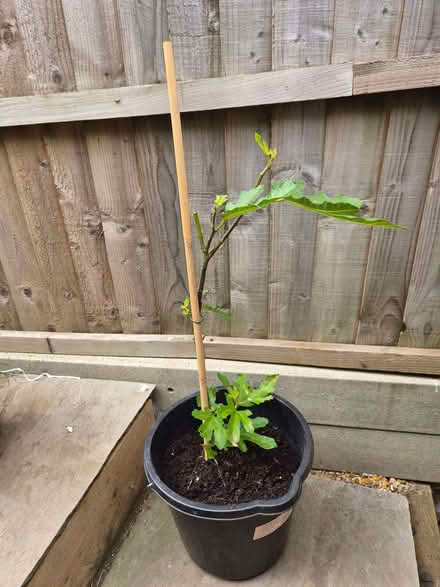 Photo of free Little Miss Figgy Fig Plant (Loughton IG10) #2