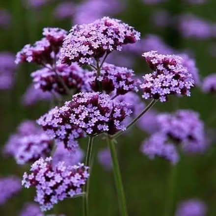 Photo of free Verbena, tall 5-6ft (North Woodchester GL5) #1