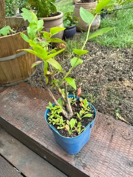 Photo of free Small Blueberry Plant (Crook DL15) #1