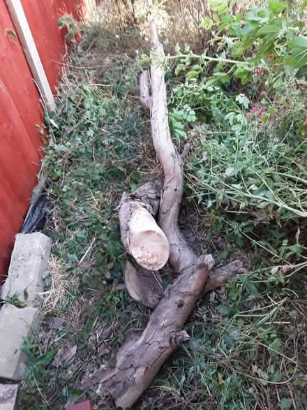 Photo of free Tree ideal for your wood burner (Southdown BA2) #1