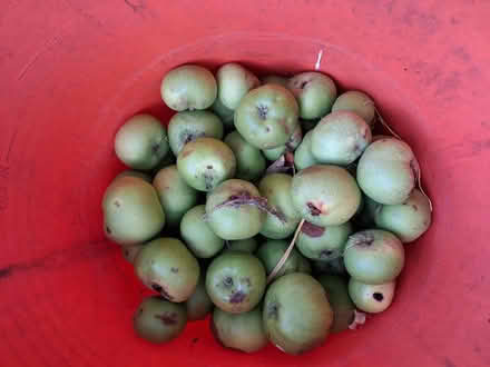 Photo of free Apples (North Hillingdon UB10) #2