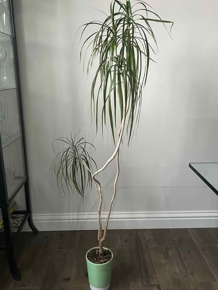 Photo of free Tall potted house plant (Loanhead EH20) #1
