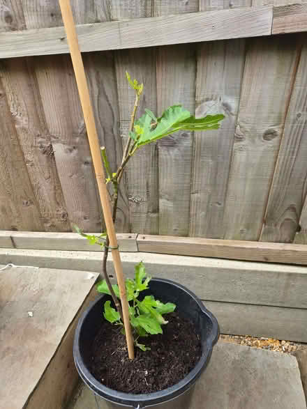 Photo of free Little Miss Figgy Fig Plant (Loughton IG10) #1