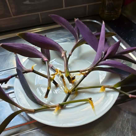 Photo of free Tradescantia rooted cuttings ready to pot (Clive Vale TN35) #1