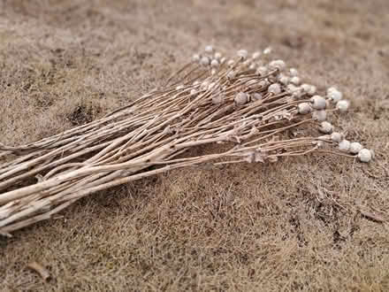 Photo of free Large dried poppy heads for flower arranging 12+ stems (Greenstead Green CO9) #1