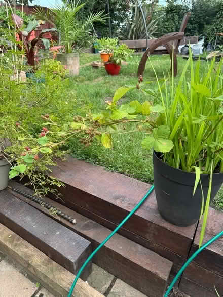 Photo of free One Jasmine Plant & One Thornless Blackberry (Crook DL15) #4