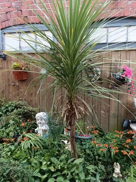 Photo of free Cordyline plant (Blyth NE24) #1