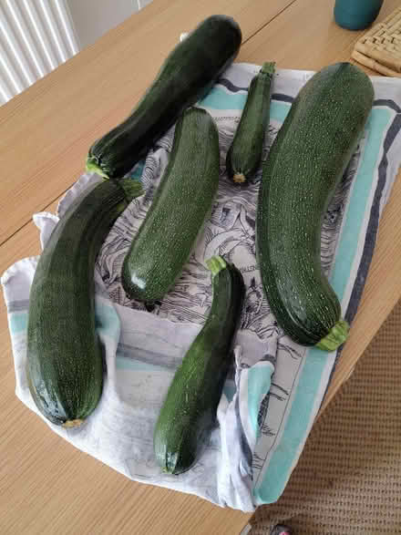 Photo of free Large courgettes/marrows (Chippenham SN15) #1