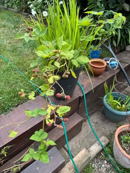 Photo of free One Jasmine Plant & One Thornless Blackberry (Crook DL15) #3