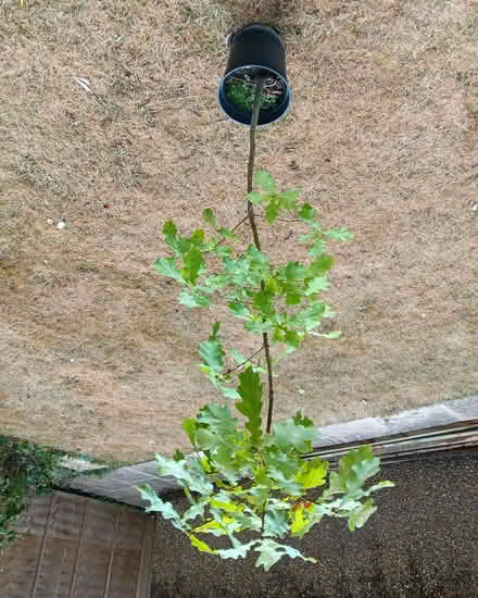 Photo of free Small oak tree (Chippenham SN15) #1