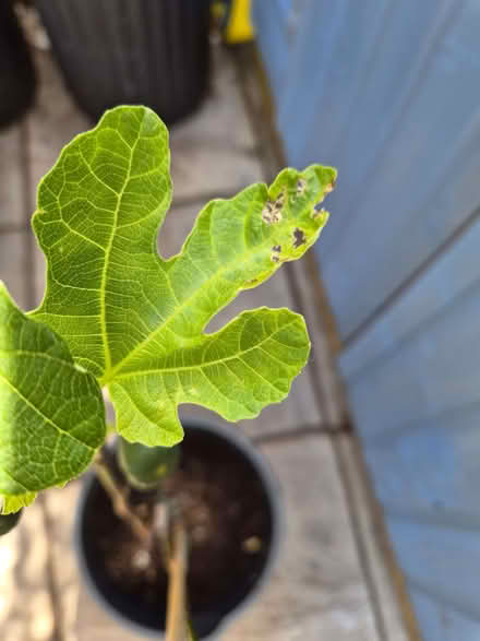 Photo of free Brown Turkey Fig Tree (Loughton IG10) #2