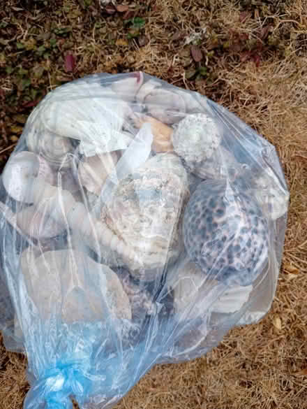 Photo of free Bag of shells (Didcot OX11) #1