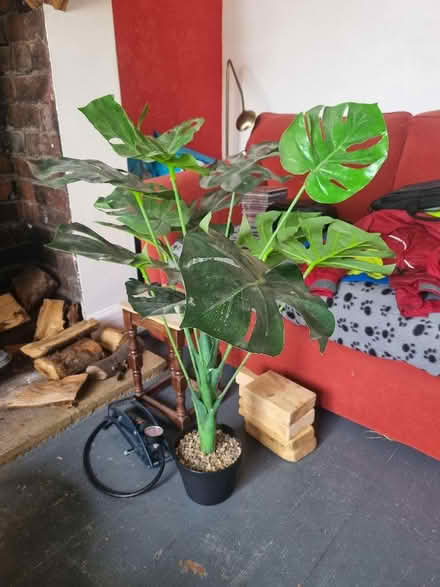 Photo of free Plastic plants (Norton Lees S8) #3