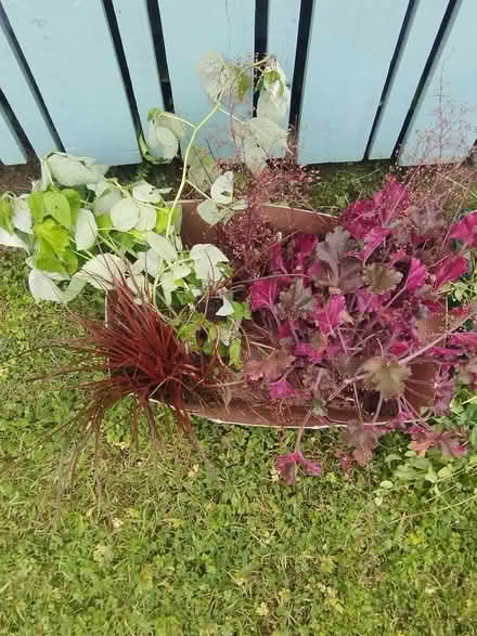 Photo of free Plants (Bt36 4zd) #3