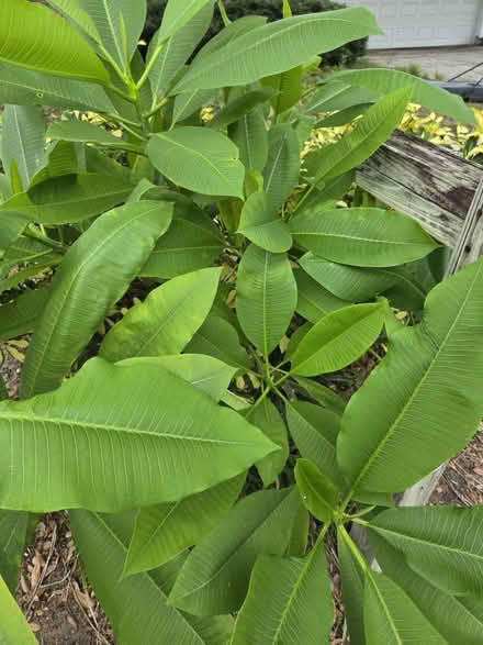 Photo of free White plumeria (palm harbor CR 1 Tpa Road) #1