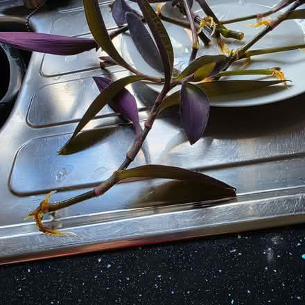 Photo of free Tradescantia rooted cuttings ready to pot (Clive Vale TN35) #2