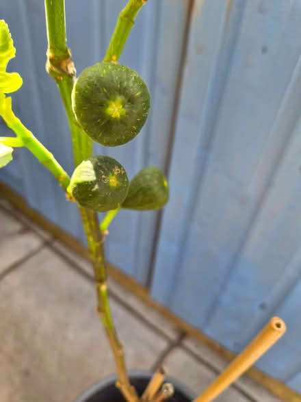Photo of free Brown Turkey Fig Tree (Loughton IG10) #3
