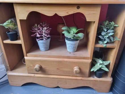 Photo of free Plastic plants (Norton Lees S8) #4