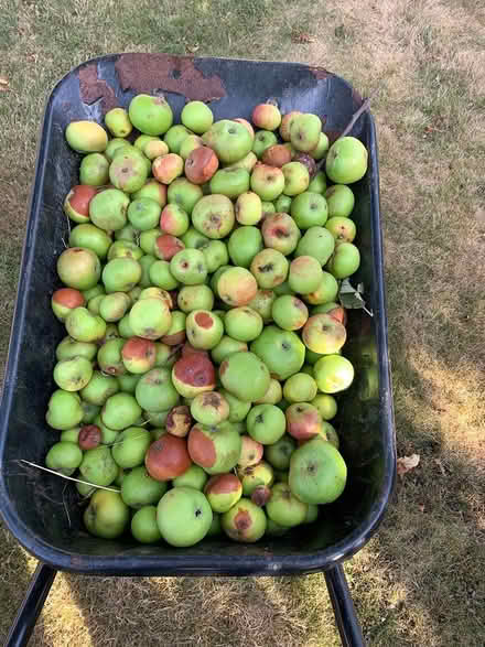 Photo of free Apples, eaters, Rogate (Rogate GU31) #1