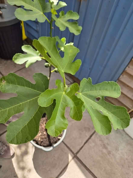 Photo of free Brown Turkey Fig Tree (Loughton IG10) #4